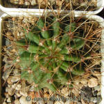 Acanthocalycium violaceum P204