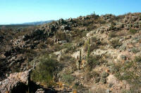 San Agustin, Prov. San Juan; Sierra del Valle Fertil, 900m