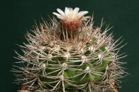 Gymnocalycium acorrugatum Be01-265/1209