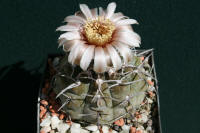 Gymnocalycium prochazkianum Be03-346/1661