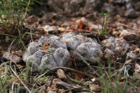 Gymnocalycium prochazkianum Be07-407/1997