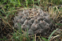 Gymnocalycium prochazkianum Be07-407/1997