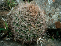 Gymnocalycium tillianum Be97-96/390