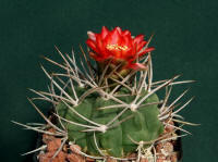 Gymnocalycium tillianum Be97-96/390