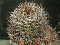 Gymnocalycium tillianum WR227