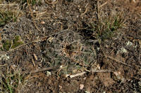 Gymnocalycium uebelmannianum Sierra Velasco