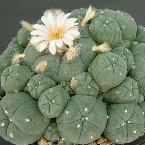 Lophophora Coult