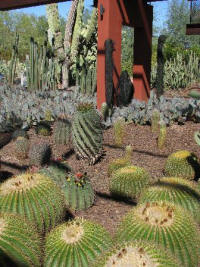 Кактусы Desert Botanical Garden