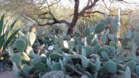 Кактусы Desert Botanical Garden
