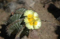 Астрофитум орнатум Desert Botanical Garden