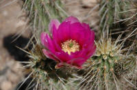 Эхиноцереус Desert Botanical Garden
