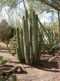 Кактусы Desert Botanical Garden