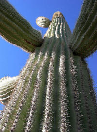 Кактусы Desert Botanical Garden