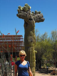 Cactus Кактусы