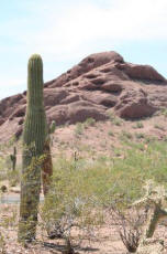  Desert Botanical Garden