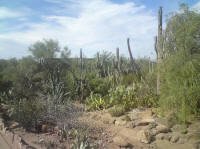   Desert Botanical Garden