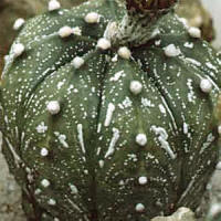 Astrophytum asterias hybrid pubescent
