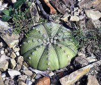 Astrophytum asterias в природе