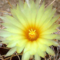 Astrophytum _capricorne flower