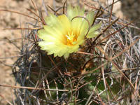 Astrophytum capricorne flower