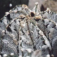 Astrophytum capricorne pubescent