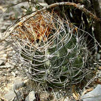 Astrophytum capricorne