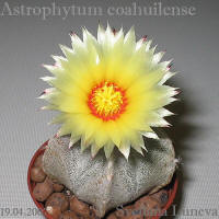 цветение Astrophytum coahuilense