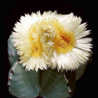 Astrophytum myriostigma кристатный цветок