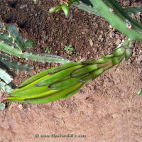 Hylocereus