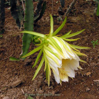 Hylocereus