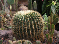 Echinocactus grusonii