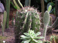 Ferocactus latispinus