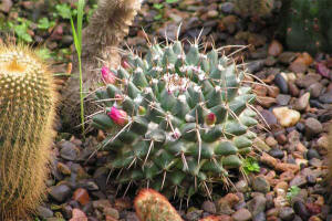 Mammillaria cintricirha