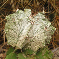 Astrophytum ornatum