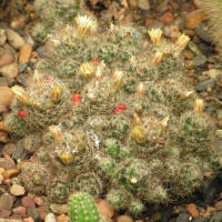 Mammillaria prolifera