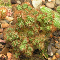 Cereus sp. f. monstrosa