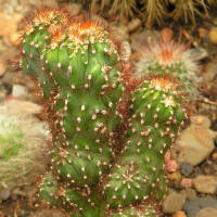 Cereus sp. f. monstrosa