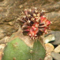 Gymnocalycium sp.