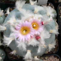 Lophophora decipiens