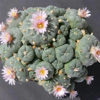 Lophophora fricii