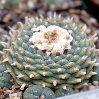 Lophophora fricii_decipiens