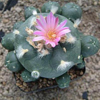 Lophophora jourdaniana