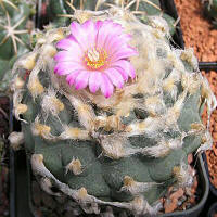 Lophophora wiliamsii jourdaniana