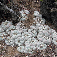 Lophophora williamsii