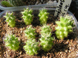 Dolichothele decipiens