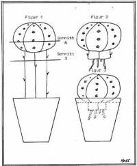 Укоренение привитого Astrophytum