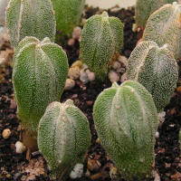 Astrophytum tulense