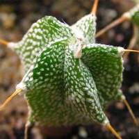 Astrophytum ornatum v. mirbellii