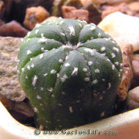 Astrophytum asterias Nohakuten