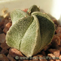 Astrophytum coahuilense